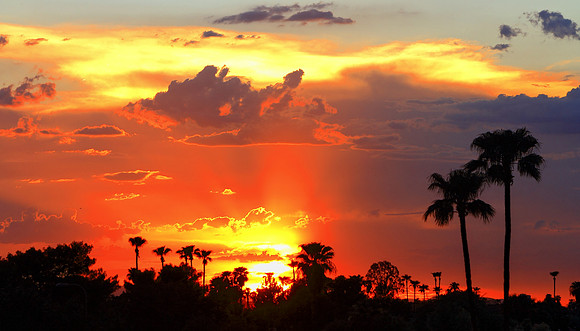 Palm Tree Sunset