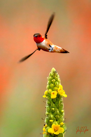 Rufous Rights II