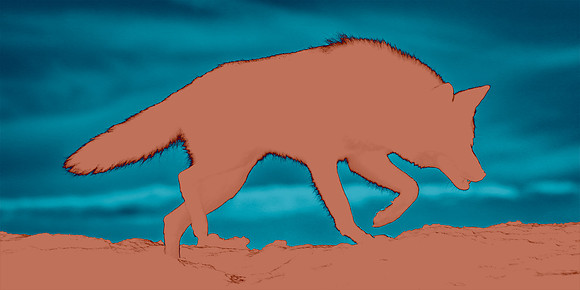 Coyote Lesson - Caution & Patience