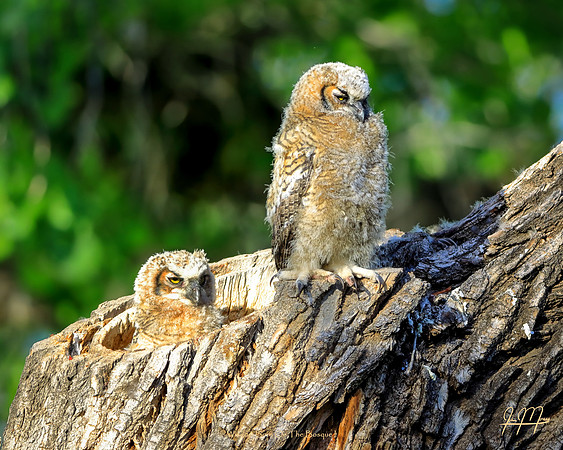 Wisdom Born On The Bosque I