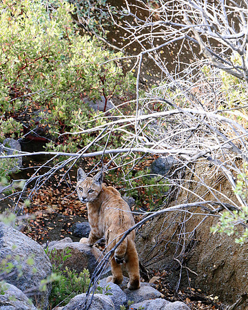 The Mystery Of A Wild Cat