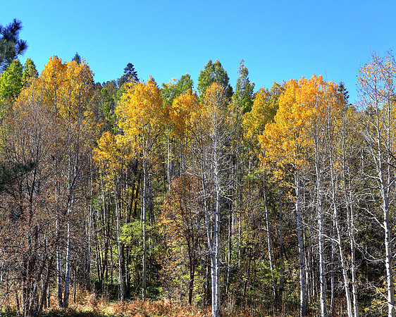 Workman Aspens