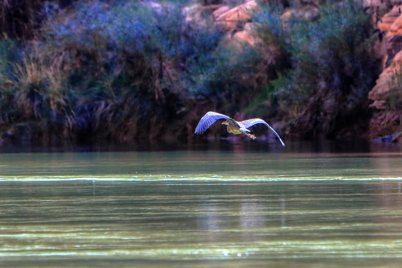 Cruising Marble Canyon