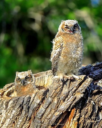 Wisdom Born On The Bosque II