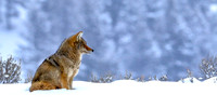 Wily Winter