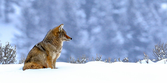 Wily Winter