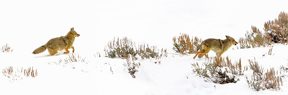 Coyote Chase