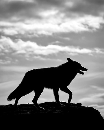 Coyote Lesson - Seeing Another Side