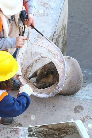 Beaver Apprehended while overseeing Dam Construction Project!!!