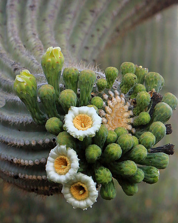 Saguaro Sidearm Bloom Shooter
