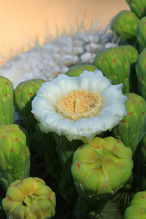 Whitish And Waxen