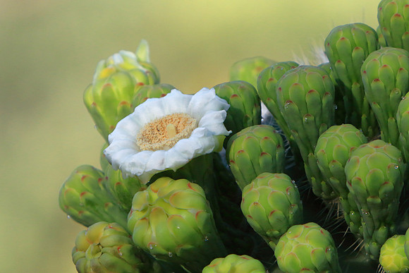 Creamy Bloom On Saguaro Boom