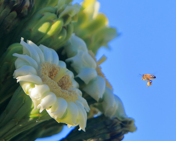 The Spring Sunrise Offering Of Saguaros