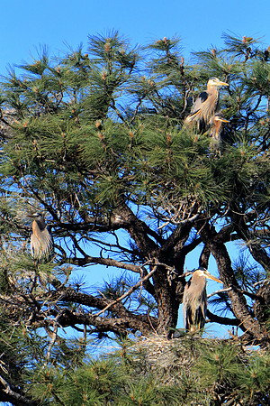 Rookery Blubbery
