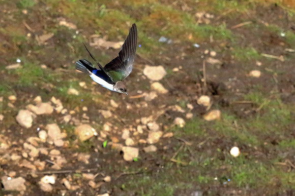 Swallow Diving To Drink