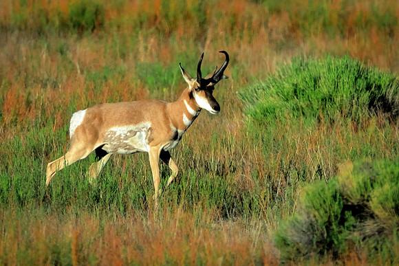 In The Pronghorn Morn