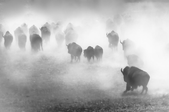 A Stampede Of Memories And Imagination