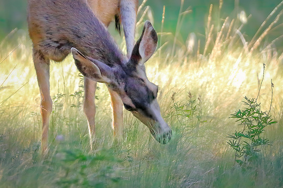 The Coues
