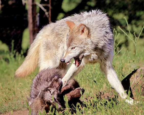 Keeping The Good Wolf Fed
