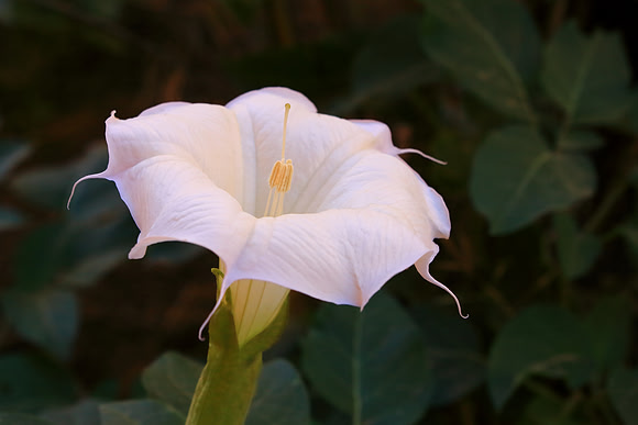 Sacred Lunch With Datura