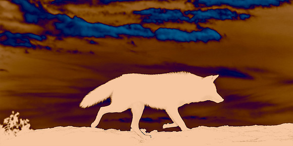 Coyote Lesson - Learning Lessons