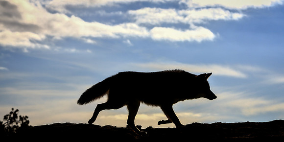 Coyote Lesson - Learning Lessons