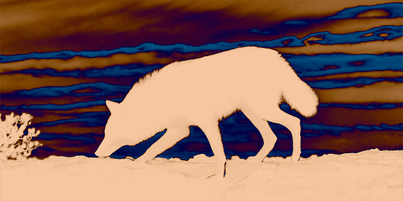 Coyote Lesson - Situational Awareness