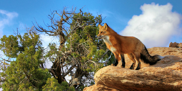 The Fox Hidden In Your Dreams