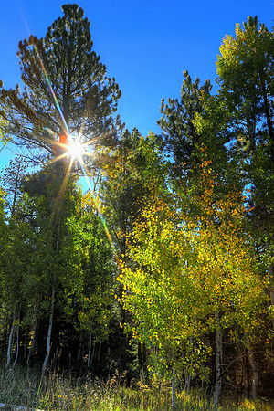 Autumn Sunshine