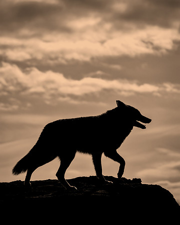 Coyote Lesson - Seeing Another Side