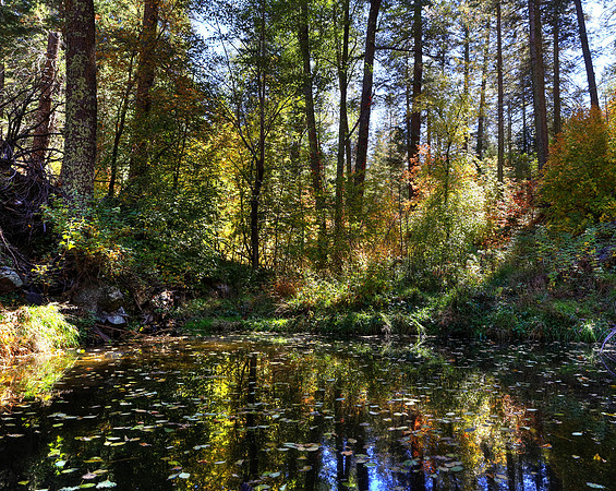 Reflections Above Workman Falls