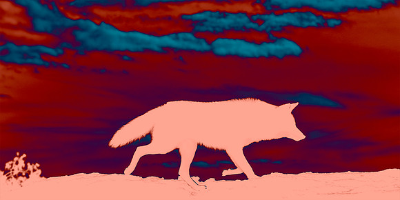 Coyote Lesson - Learning Lessons