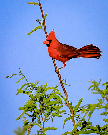 Cardinal Innovation And Determination