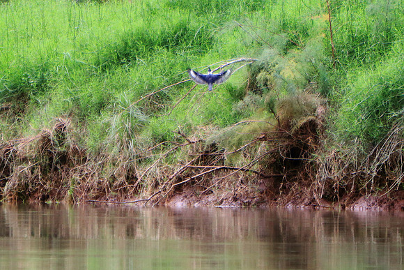 What Bird Is This?