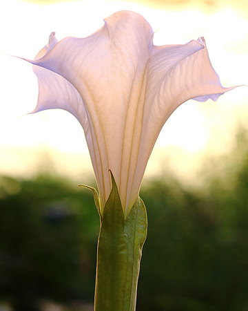 Soft And Sacred