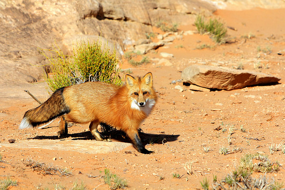 The Fox Hidden In Your Dreams