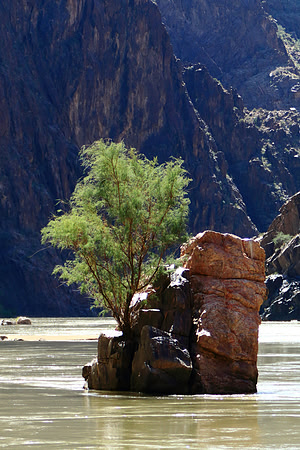 Strong And Solitary