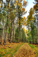 Trail Of Gold To Veit Springs
