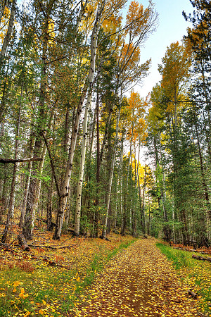 Trail Of Gold To Veit Springs