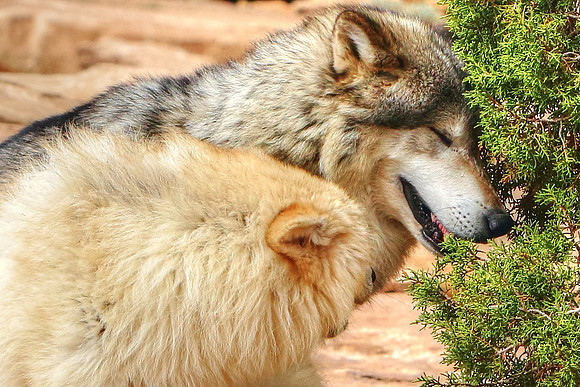 Passion Of The Wolf