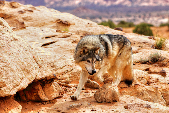 Wolf Patrol