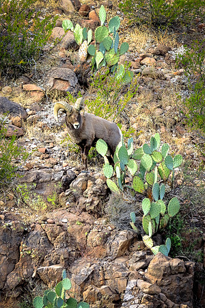 Prickly Pear Ram Jam