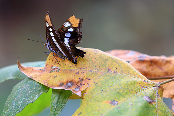 Acceptance And The Decay Of Life