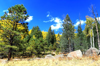 Autumn Aspens On Veit Spings Trail