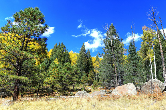 Autumn Aspens On Veit Spings Trail