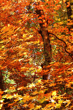 Dazzling Autumnal Tints