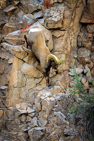 Ram On The Rocks