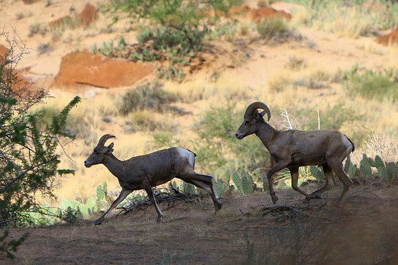 Chasing Ewe