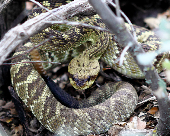 Arizona Black-tail Rattlesnake