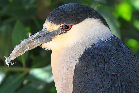 Black Crowned Night Heron